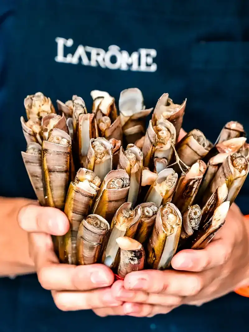 Two hands holding a bundle of razor clams in front of the restaurant’s apron