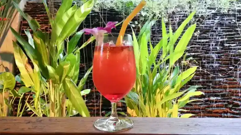 A red drink in a stemmed glass with an orchid, in front of garden plants and a water wall