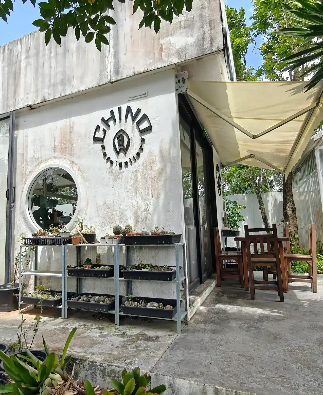 The front of Chino Cafe' Gallery: a weathered concrete wall with the Chino sign, a round window, shelves of potted cacti and wooden tables under an awning