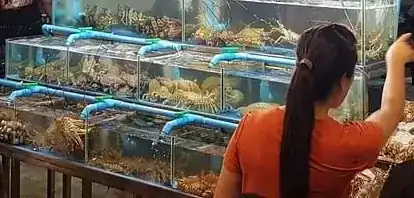 Glass tanks of live lobsters and crabs at the front of the shop