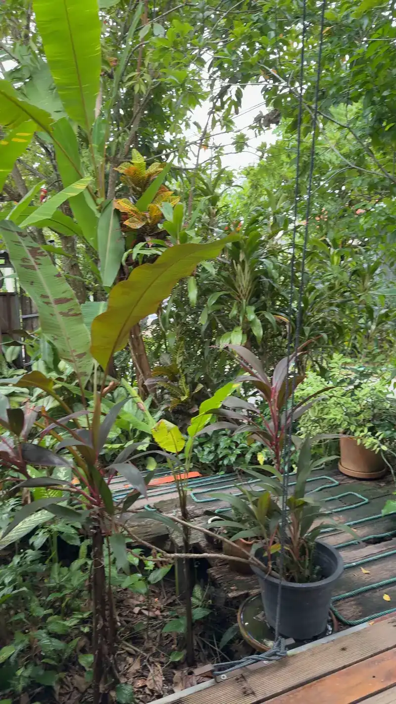 Banana plants and potted plants in the garden