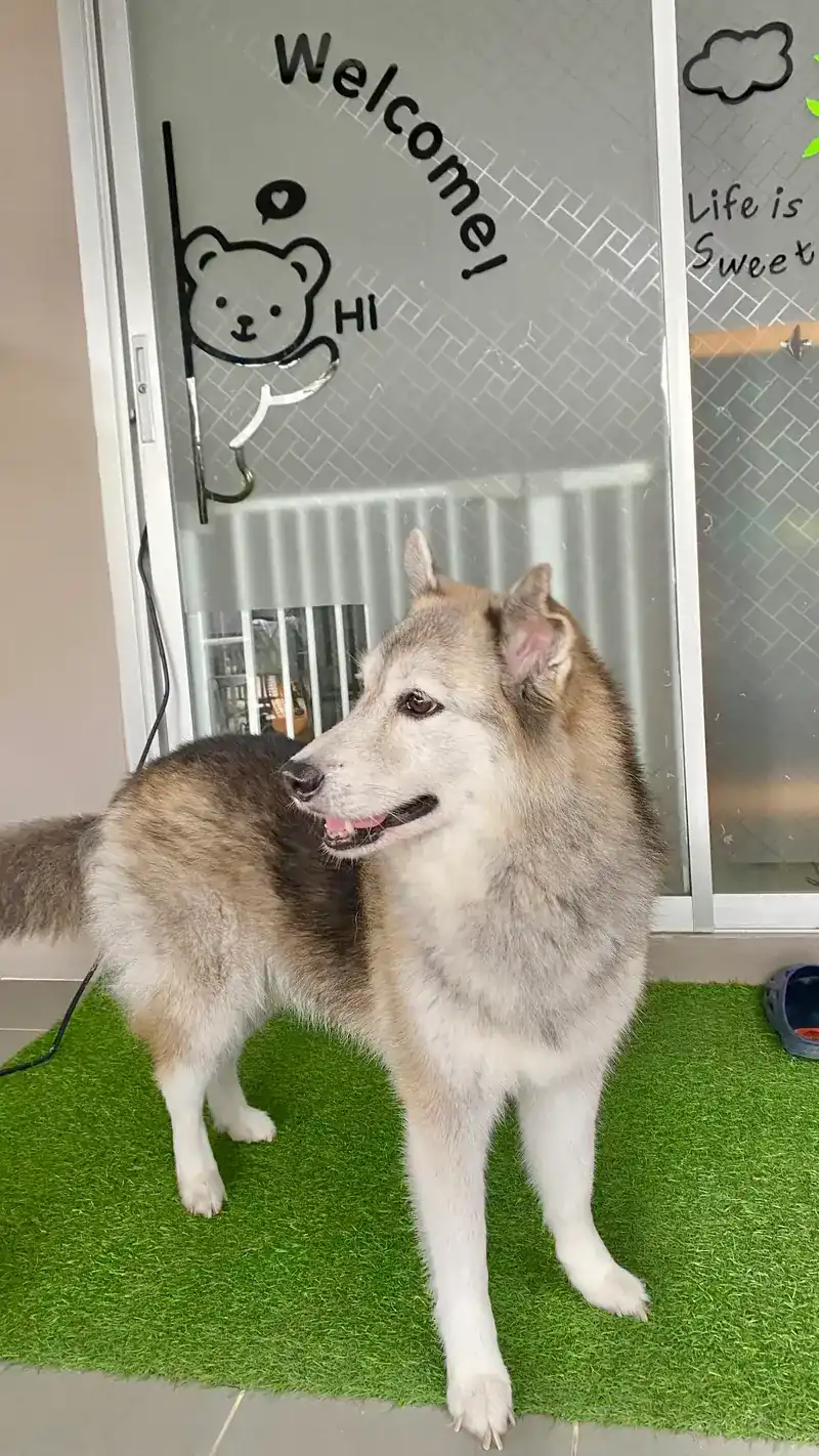A husky on the green mat in front of the Welcome door
