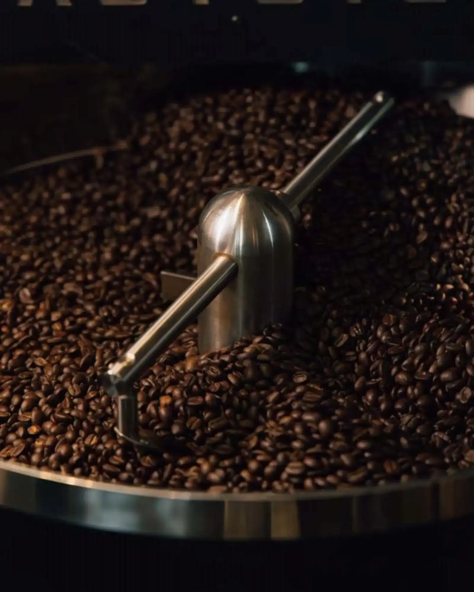 Roasted coffee beans turning in the cooling tray of the roaster