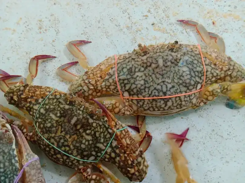 Fresh blue swimming crabs, tied with rubber bands