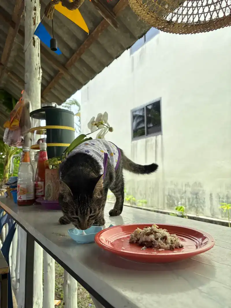A cat in a little shirt eating from a bowl on the counter