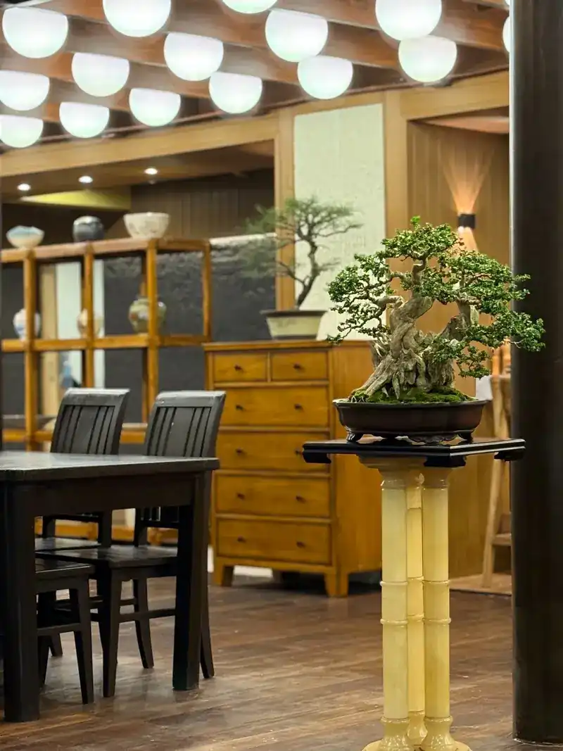 A bonsai on a bamboo stand among dark wooden tables