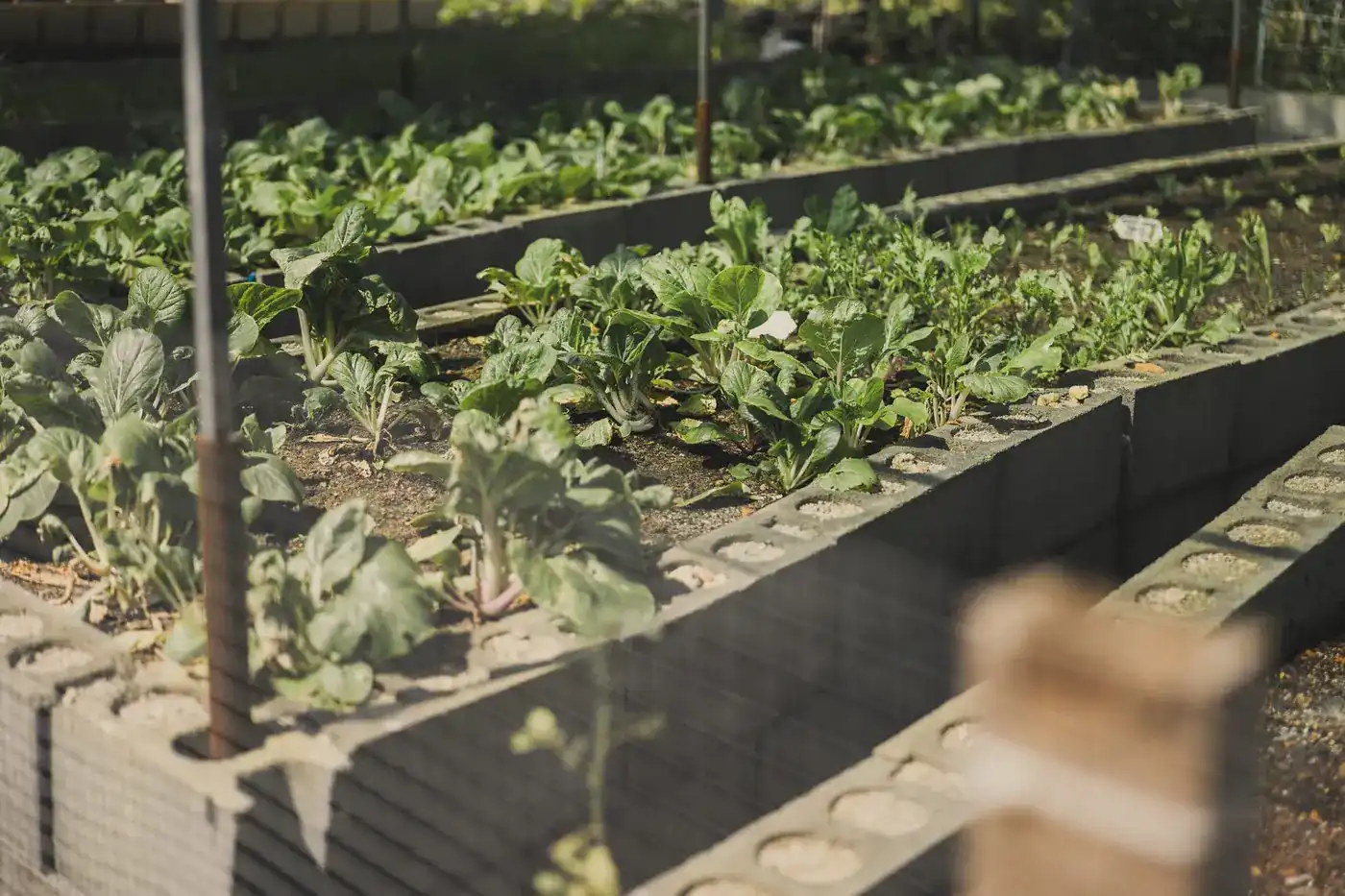 Rows of leafy vegetables in raised beds edged with concrete blocks