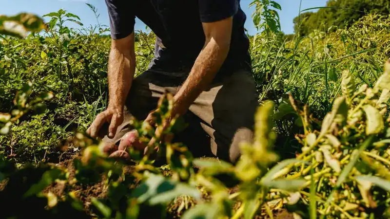 Hands harvesting vegetables in a sunny farm field