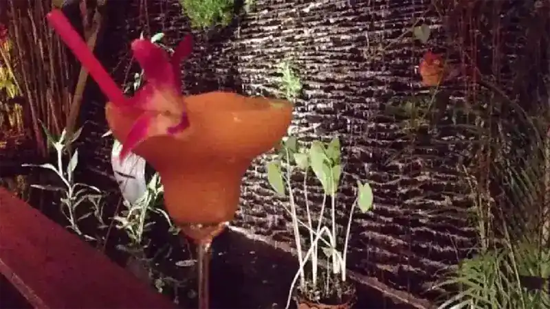 An orange frozen drink with an orchid, by the garden wall at night