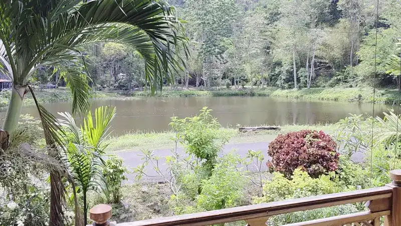 A palm beside the rail with the pond and trees beyond