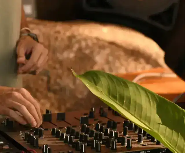 Hands on a DJ mixer behind a large green leaf