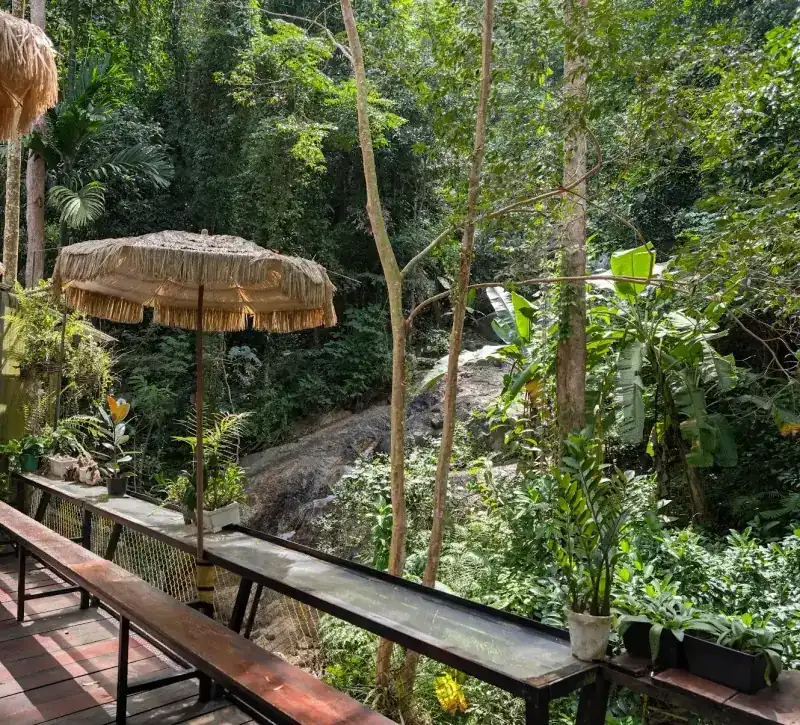 The wooden deck with thatch umbrellas and long benches, looking into the forest and the falls