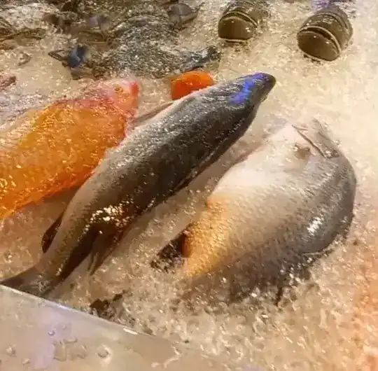 Whole fresh fish laid out on crushed ice