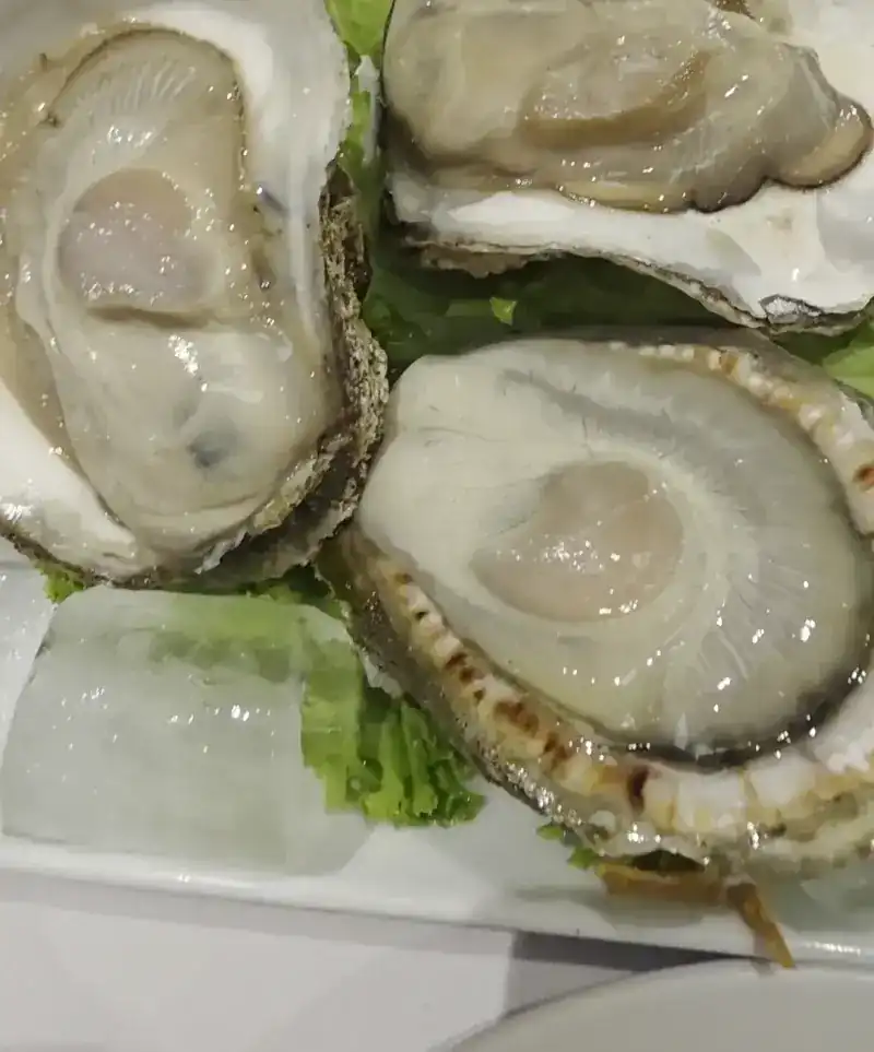 Fresh oysters on lettuce and ice