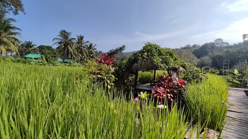 Green rice growing beside red ti plants and a wooden walkway / ต้นข้าวเขียวข้างต้นหมากผู้หมากเมียสีแดงและทางเดินไม้
