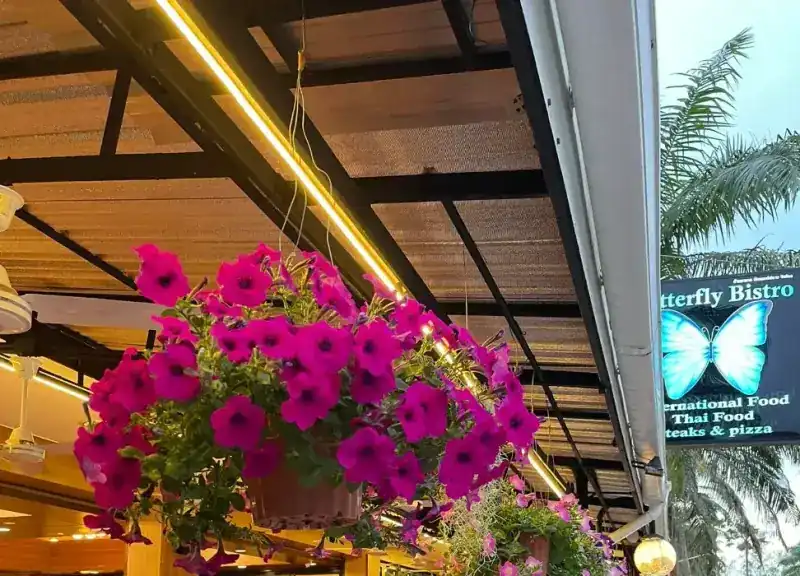 Hanging baskets of pink flowers under the terrace roof, beside the Butterfly Bistro sign
