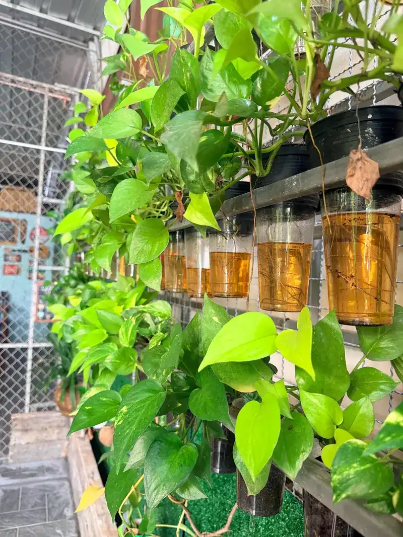 Pothos plants growing from hanging bottles