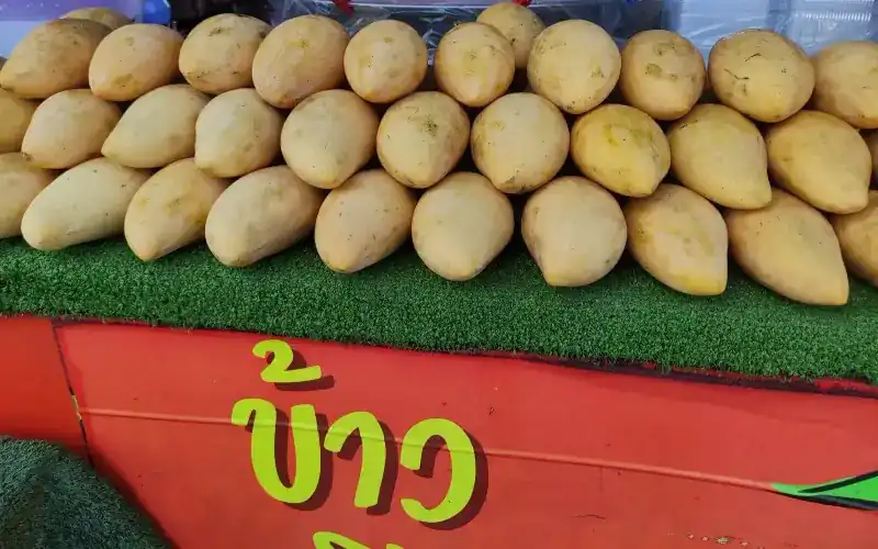 Rows of ripe yellow mangoes on green matting above the stall's red counter, painted with the word khao