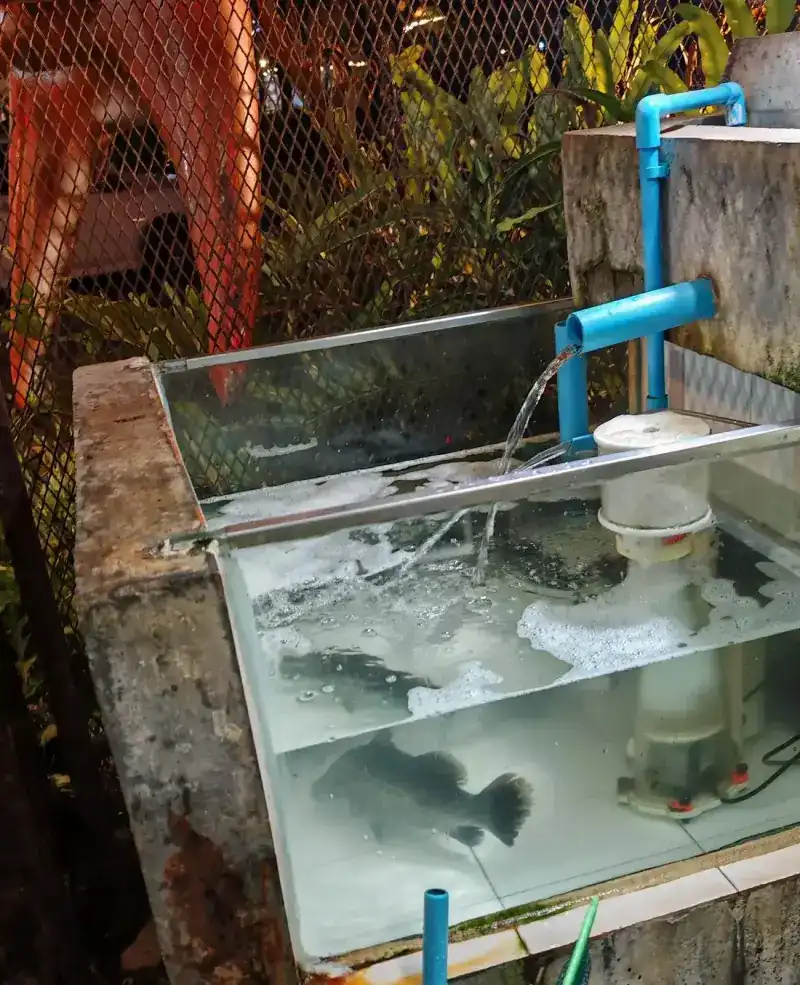 Live fish in a glass tank with running water, outside the restaurant at night