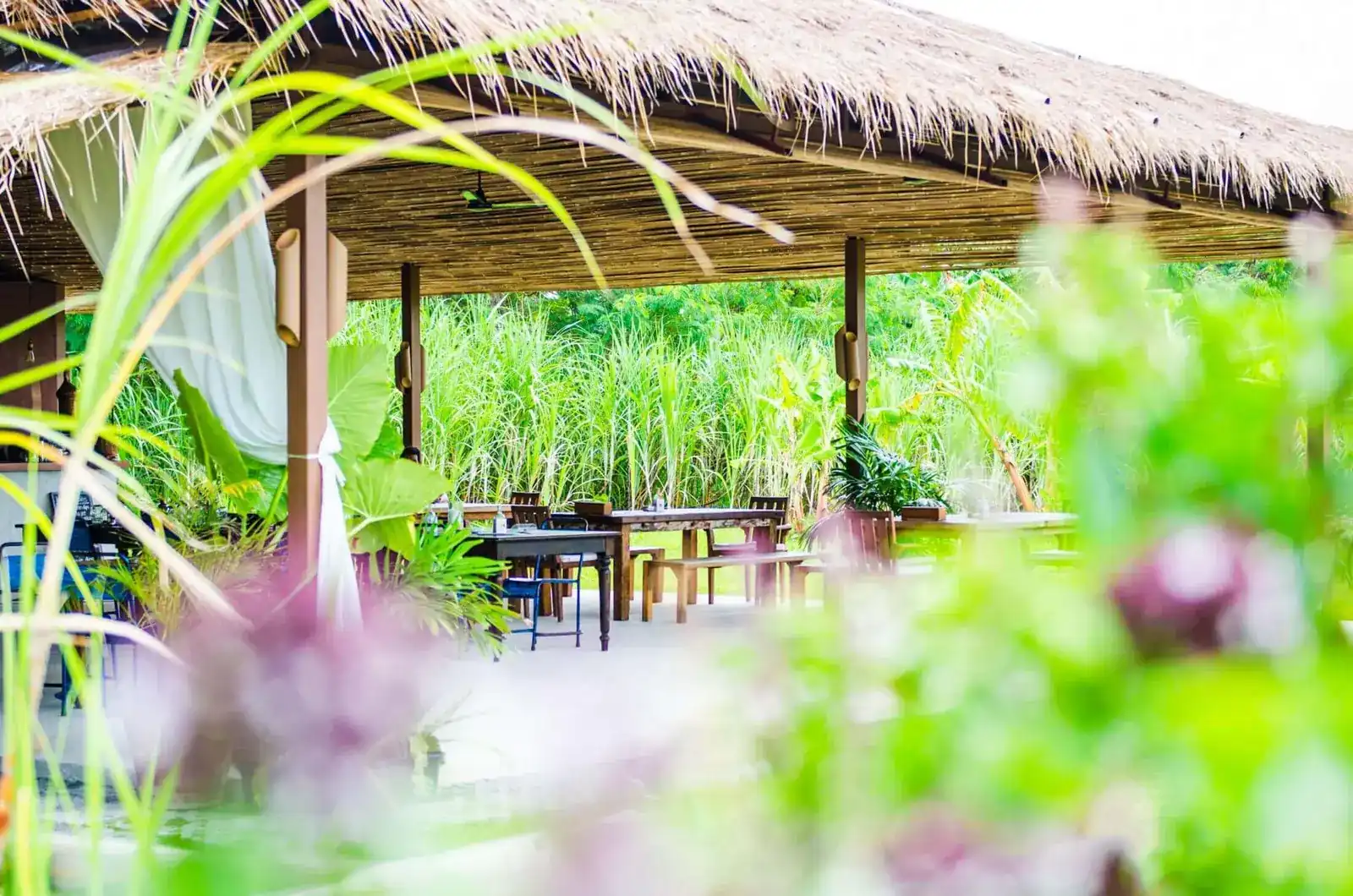 Wooden tables under a thatched roof with open sides, tall green plants all around