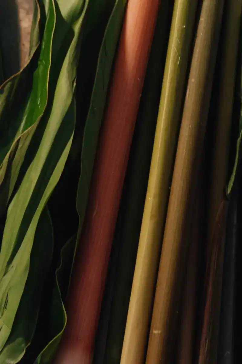 Fresh stems and leaves in green and rose