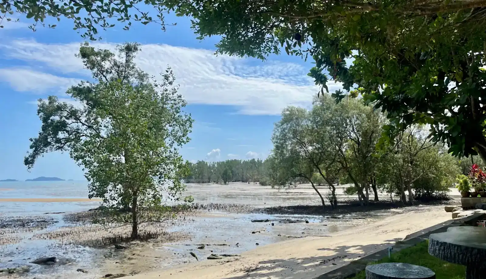 Mangrove trees on the sand flats at low water, the sea and islands beyond