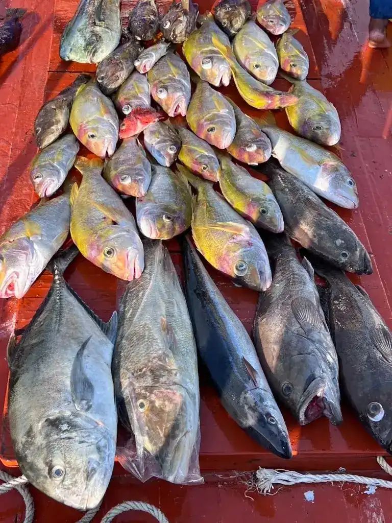 A boat deck covered with many kinds of fish