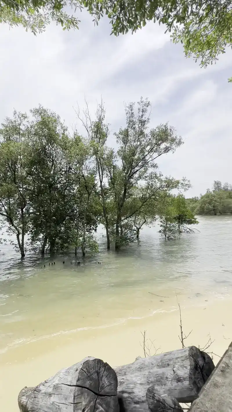 Mangrove trees standing in the sea at high water