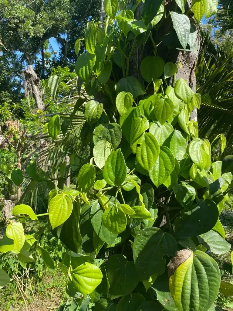 A leafy vine climbing a tree trunk in the garden