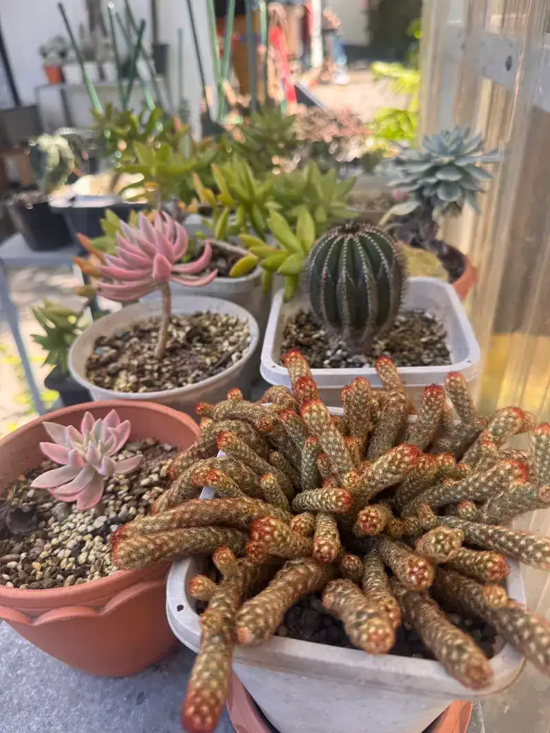 Potted succulents up close: a pink rosette, a round cactus and a trailing cactus with orange tips