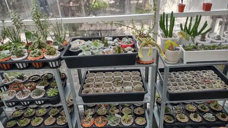 Metal shelves of cacti and succulents: trays of tiny pots and larger plants, many with white name stakes