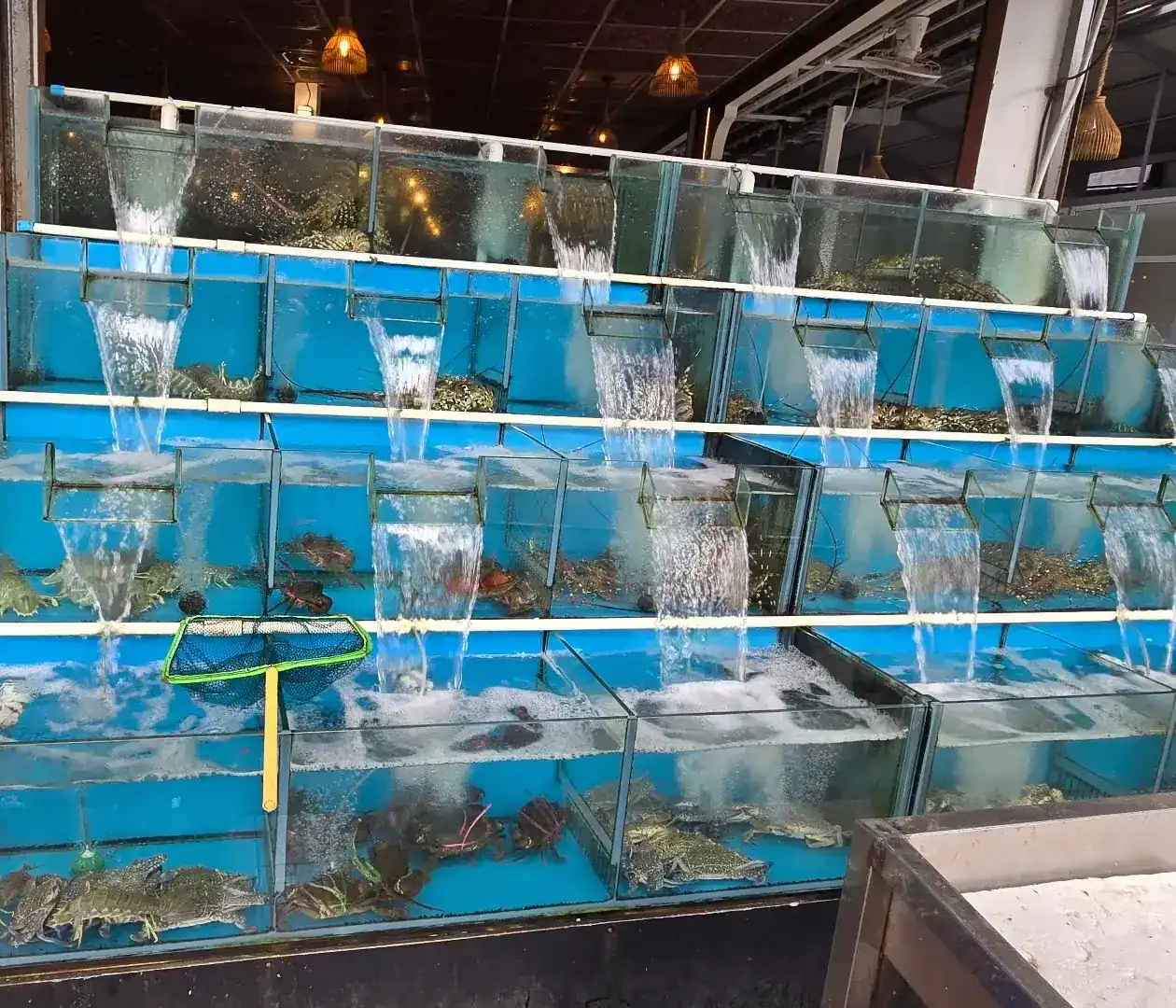 Tiers of glass tanks with running water, holding live lobsters and crabs