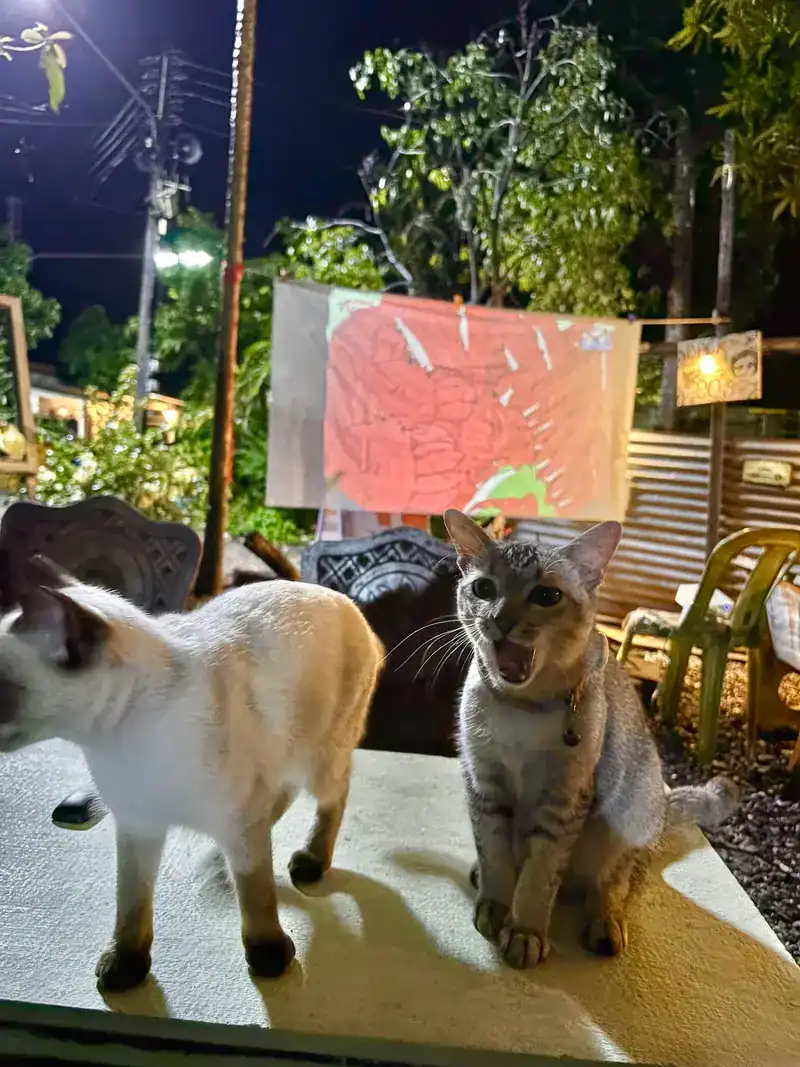 Two cats on a table in the garden at night