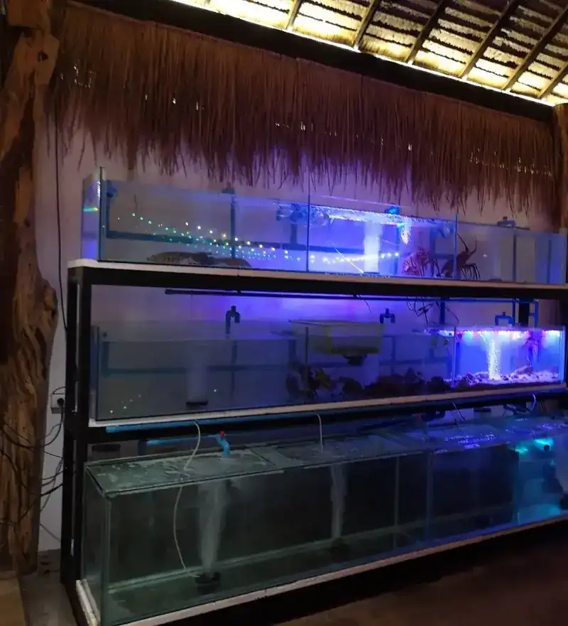 Lit seafood tanks with lobsters and crabs under a thatched roof