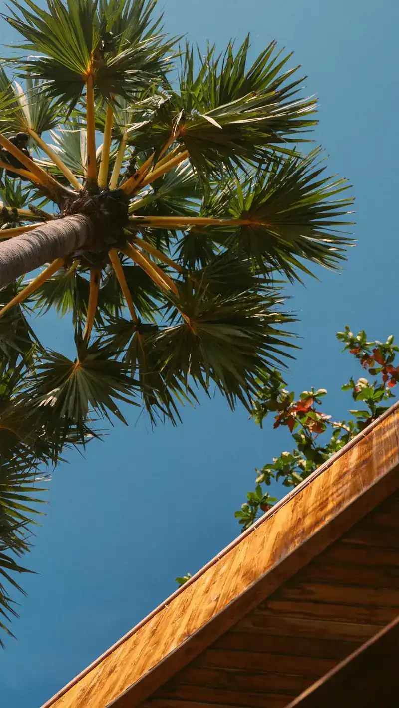 Looking up at a palm tree and a wooden roof against a blue sky