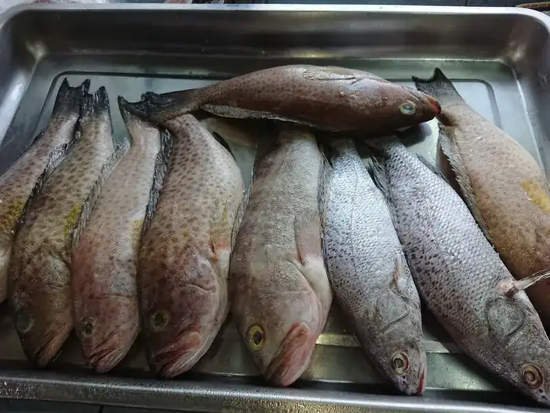 A steel tray of whole fresh fish, spotted and silver, in the kitchen