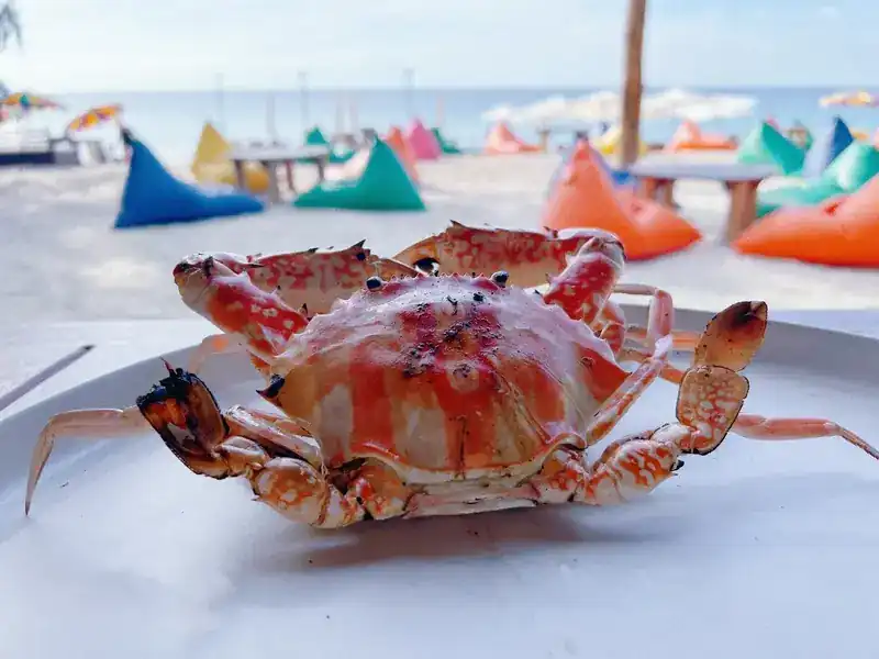 A whole crab on a white plate, with colourful beanbags on the beach behind