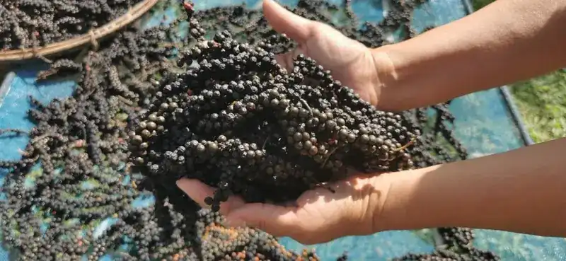 Two hands lifting bunches of black peppercorns from a drying tray