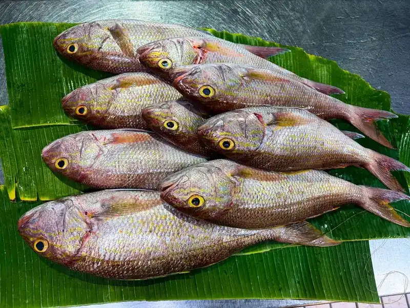 Whole snappers laid out on banana leaves