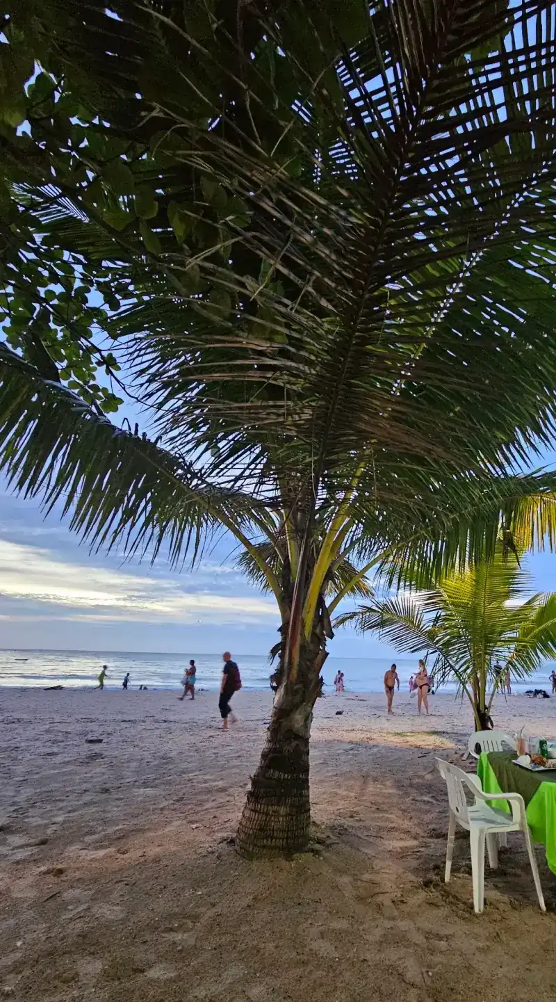 A palm tree on the beach, a green-clothed table beside it and the sea behind