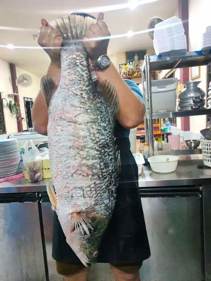 A cook in the kitchen holds up a very large whole fish