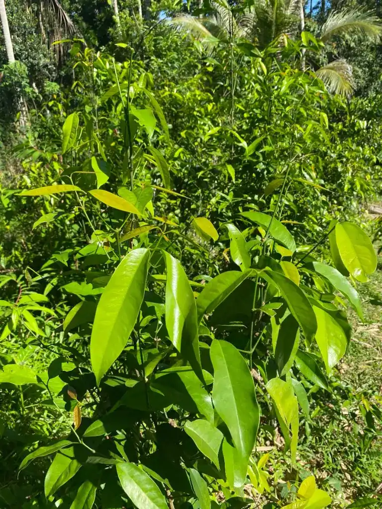 Young green leaves in the sun