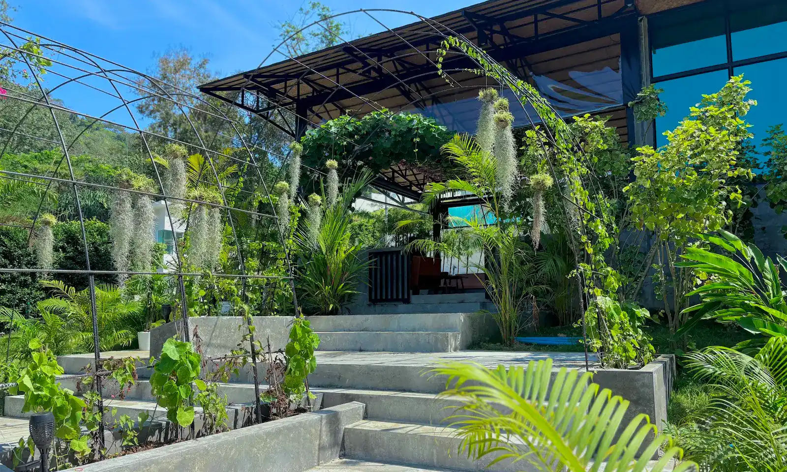 Concrete garden steps under steel arches hung with air plants, leading up to the café. บันไดคอนกรีตในสวน ใต้ซุ้มเหล็กที่ห้อยต้นไม้ ทอดขึ้นไปยังตัวร้าน