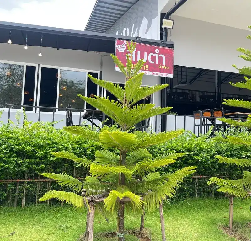 The red ส้มตำ อำพัน sign above a green hedge, with the roofed terrace behind