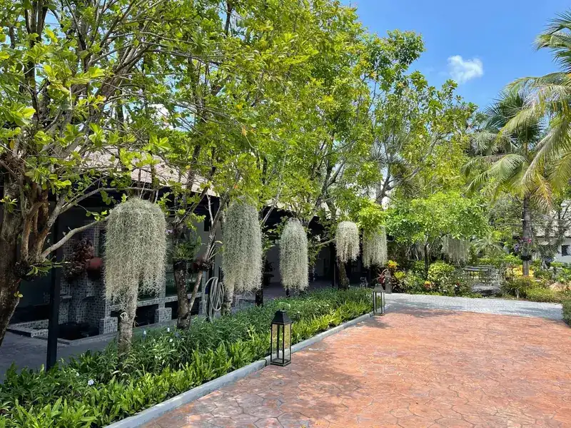 A paved garden walk under trees hung with Spanish moss