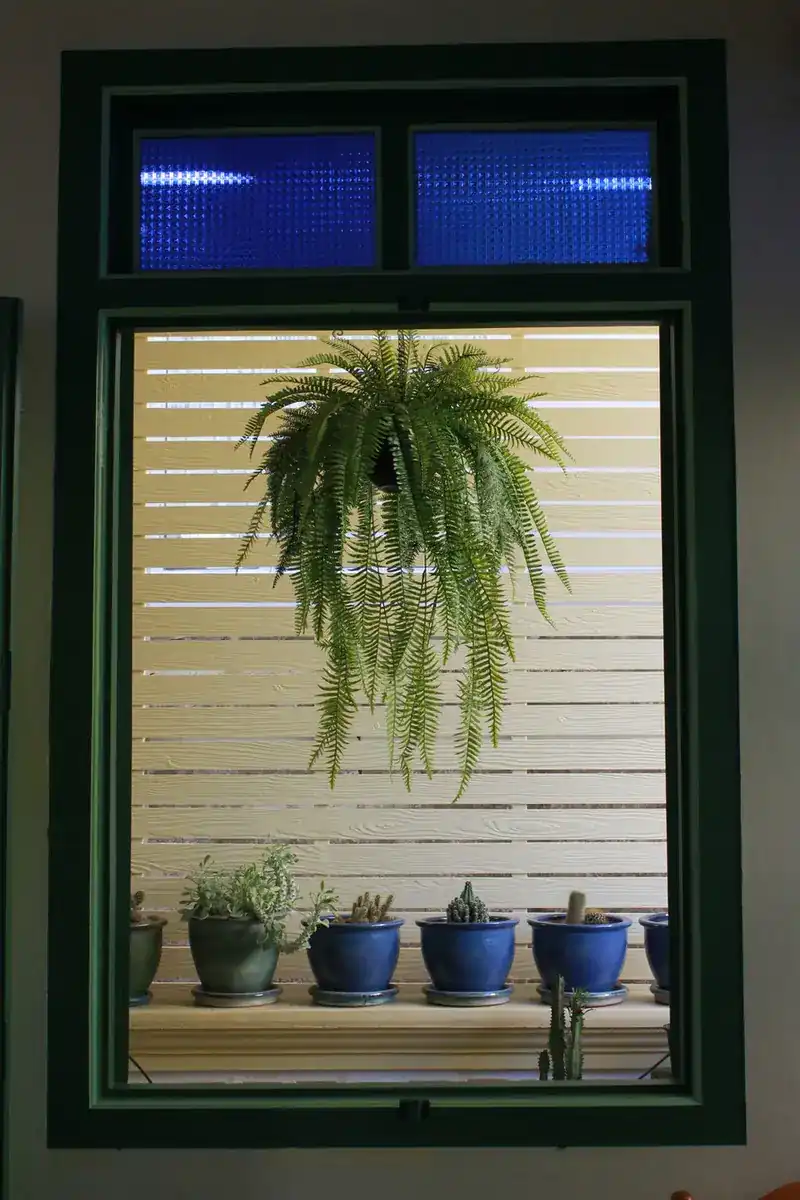 A green-framed window with two blue glass panes above, a fern hanging outside and a row of blue plant pots on the sill