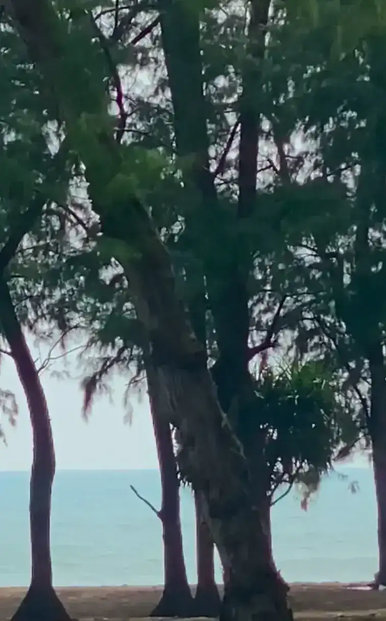 The sea at Bang Tao seen through casuarina trees across the road